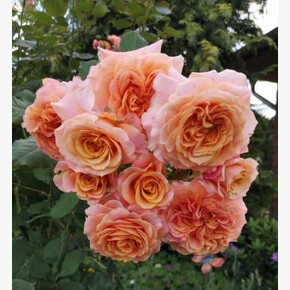 Роза Лавилла Котта ОСТ