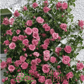 Роза ЛАВИНИЯ ПЛЕТ.