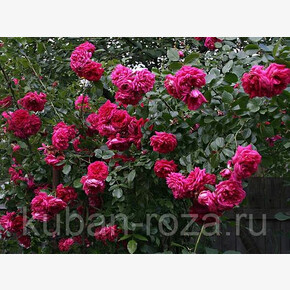 Роза ЛАГУНА ПЛЕТ