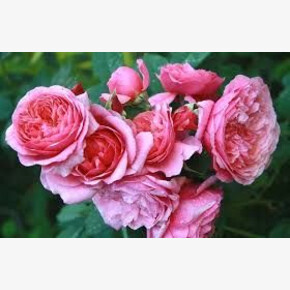 Роза Ладюри ГИЙО