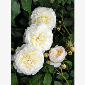 Роза Лайтоз Вайт Леонардо Да Винчи