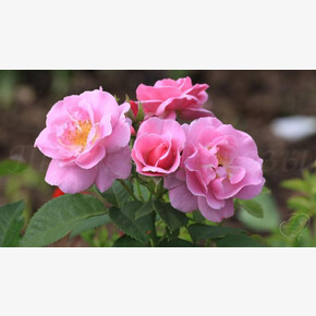 Роза Лаки МУСК