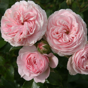 Роза Лариса ФЛ