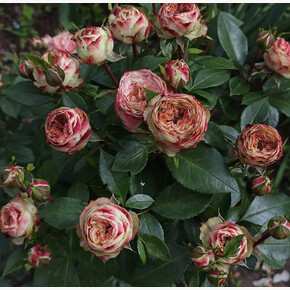 Роза Латин Помпон