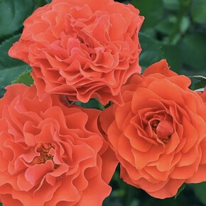 Роза Леди Оф Белград ФЛ