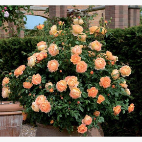 Роза Леди Оф Шалот ОСТ