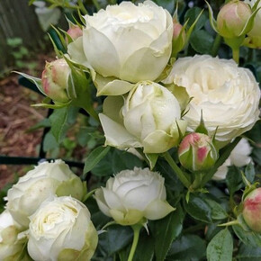 Роза Лемон Рококо ФЛ