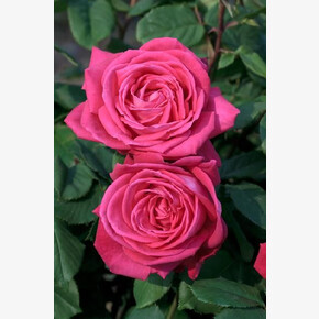 Роза Лолита Лимпик а ЧГ