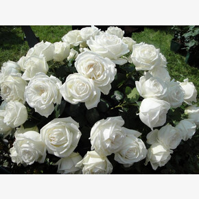 Роза Ломоносов ЧГ