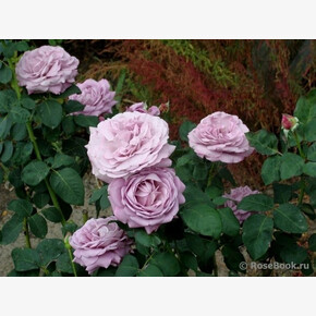 Роза Лугдунум ЧГ