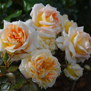 Роза Ля Калисон ГИЙО