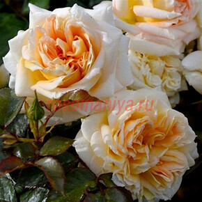 Роза Ля Комсон ГИЙО