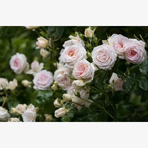 Роза МАДАМ АНИЗЕТТ ФЛ