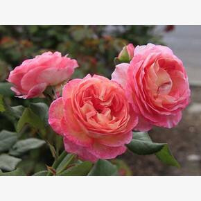 Роза Мадам де Сталь ГИЙО