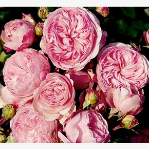 Роза Мария Тереза ОСТ