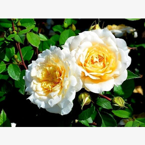 Роза Марк Антуан Шарпонтье ПЛЕТ