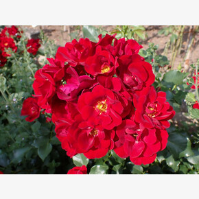 Роза МАРОНДО