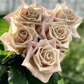 Роза Мента ЧГ