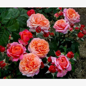 Роза Мери Энн