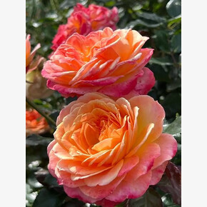 Роза Метеор ФЛ