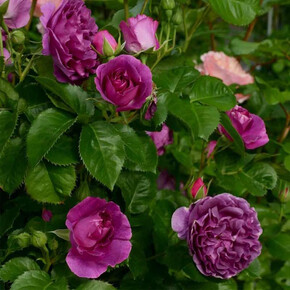 Роза Минерва ФЛ