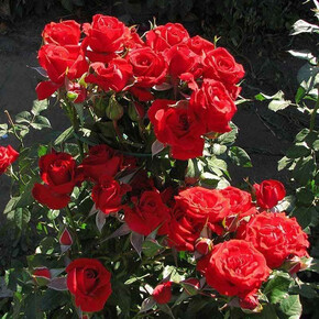 Роза Мирабель СПР