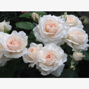 Роза Мисс Диор ФЛ