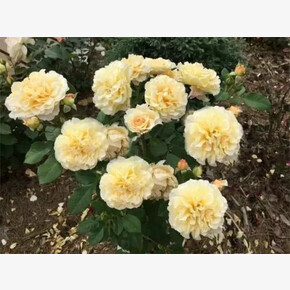 Роза Мисс Файн