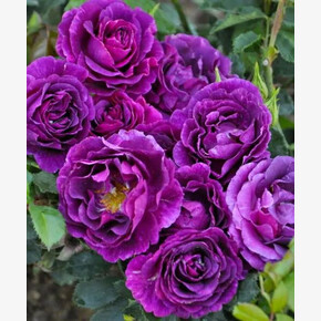 Роза Мистерьёз МУСК