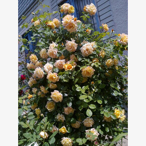 Роза Мишаня ЧГ