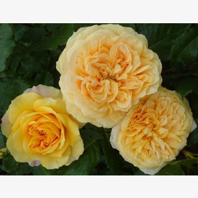 Роза Мишель Фюген ГИЙО