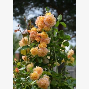 Роза Мишка ПЛЕТ