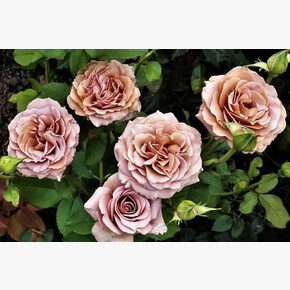 Роза Моккороза ЧГ