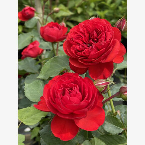 Роза Мона Лиза ФЛ