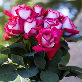 Роза Моника Белуччи ЧГ