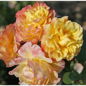 Роза Мунлайт ПЛЕТ 12