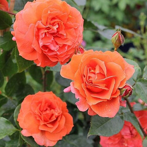 Роза Наранга ЧГ