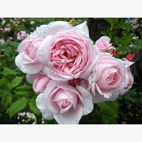 Роза Нахема ПЛЕТ