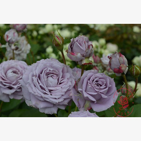 Роза Новалис ЧГ