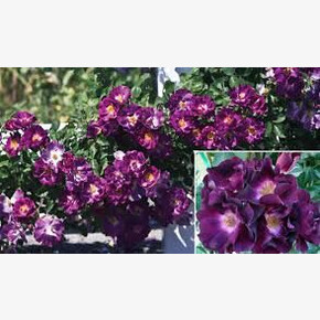 Роза Ночная Сова ПЛЕТ