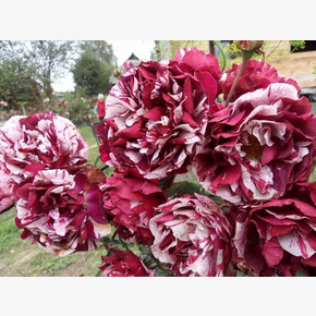 Роза Нью Имеджин ОСТ