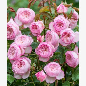 Роза Оливия Роуз ОСТ