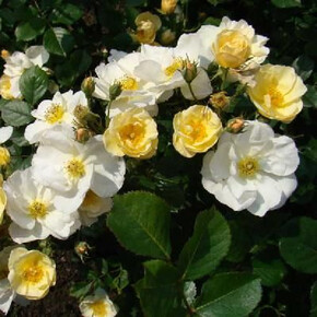 Роза Оми Освальд МУСК