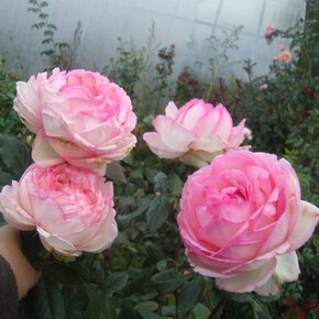 Роза Оноре де Бальзак ФЛ