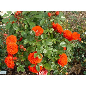 Роза Оранж Мейлонд ПОЧВ.