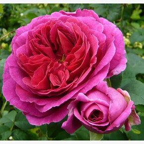 Роза Отелло ОСТ