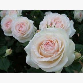 Роза ПАЛЕ РОЯЛЬ