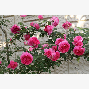 Роза ПАРАД ПЛЕТ.