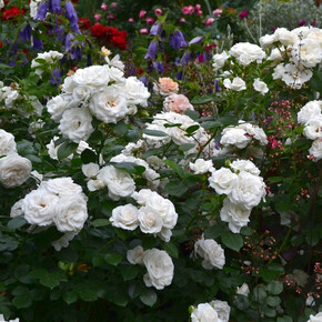 Роза Парки ФЛ