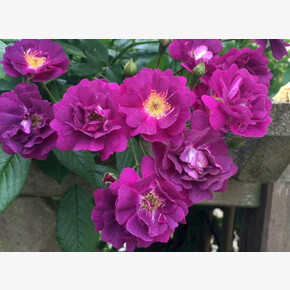 Роза Перенниал БЛЮ ПЛЕТ